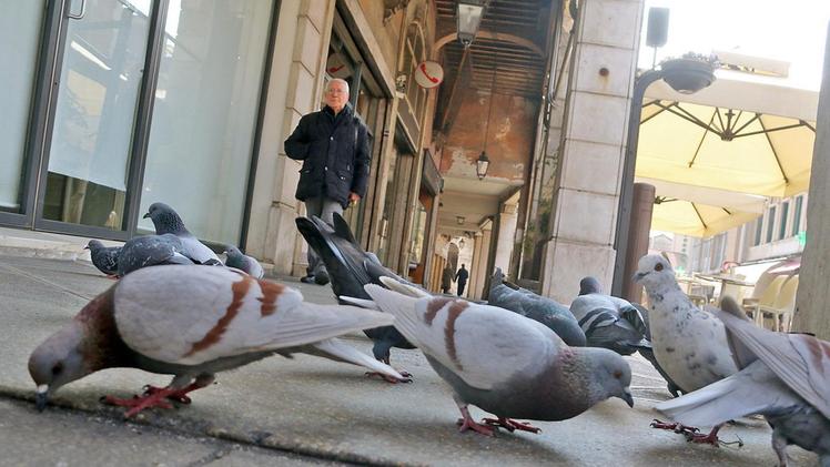 Una mamma riprende la figlia mentre dà del pane ai piccioni I colombi mangiano indisturbati sotto i portici del corso. FOTO STELLA