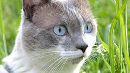Il bellissimo gatto Vania
