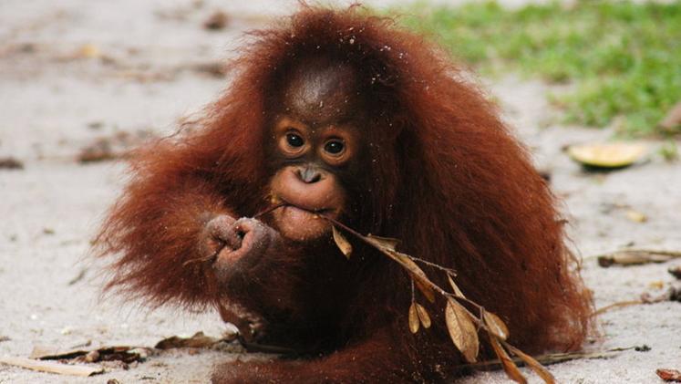 Un orangutan del Borneo (Survival Foundation Orangutan)