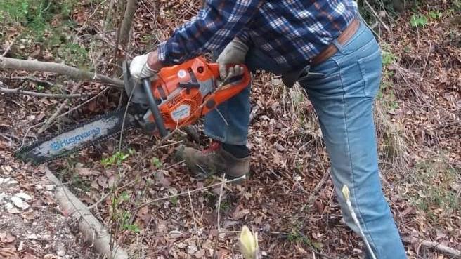 Luigino Nardon, 67 anni, mentre taglia tronchi in un bosco dei Berici