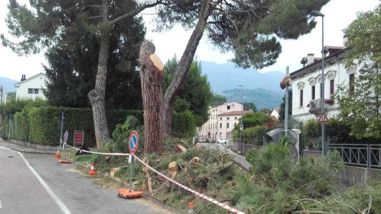 Il ramo spezzato del pino marittimo di via Fogazzaro che ha danneggiato seriamente due vetture.  M.D.O.