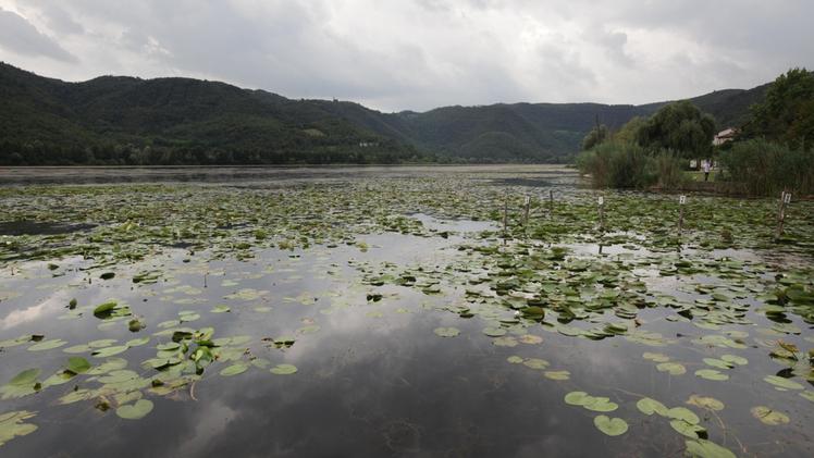 Il lago di Fimon invaso dalle piante acquatiche della specie myriophyllum spicatum. COLORFOTO