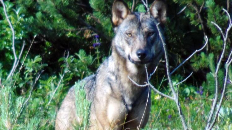 La fotografia  scattata da Giordan durante l’avvistamento del lupo a pochi metri da lui sul Carega