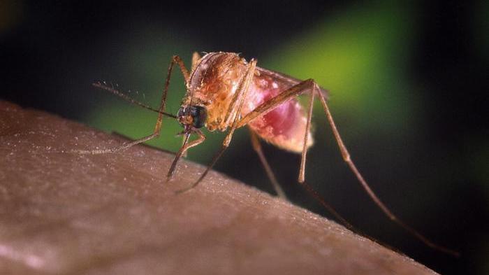 Una zanzara, portatrice del virus West Nile