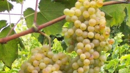 Per i coltivatori, il 2018 sarà un’ottima annata per la qualità dell’uva