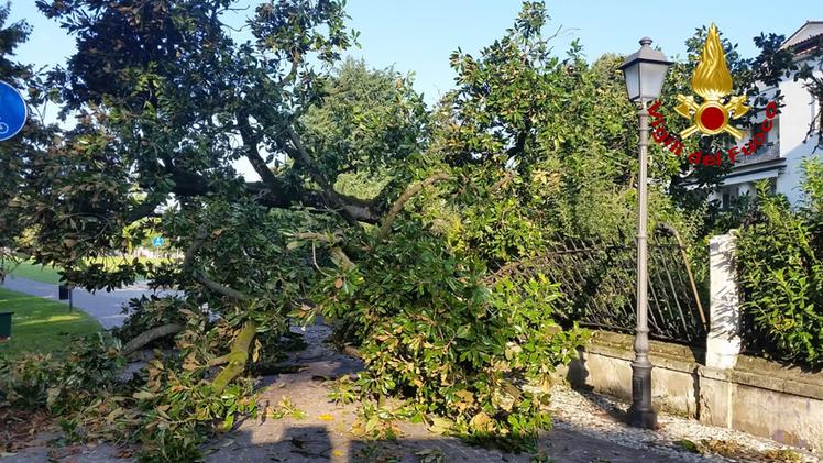 La magnolia caduta tra viale Eretenio e Campo Marzo
