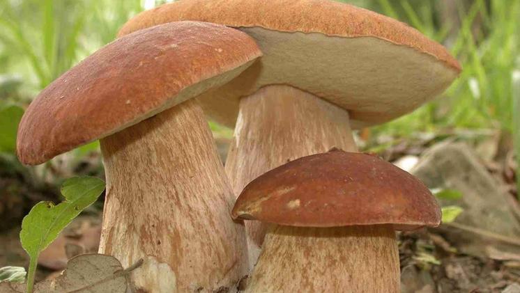 Il gruppo di amici aveva raccolto i funghi sui Berici e in Altopiano