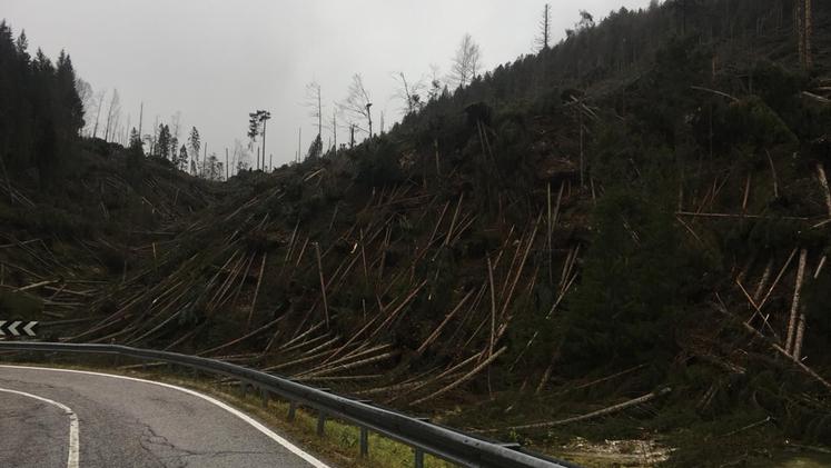 Le raffiche di vento hanno distrutto intere porzioni di boschi sull'Altopiano