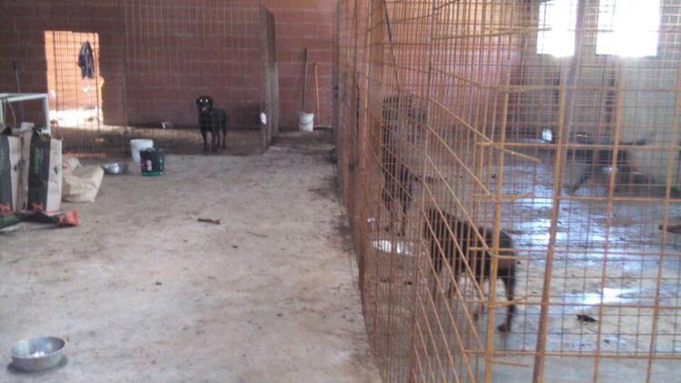 L’interno del capannone dove erano tenuti i cani sequestrati