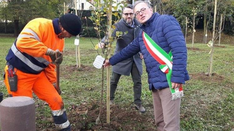 Gli alberi sono stati donati dal Rotary club di Arzignano. FADDA