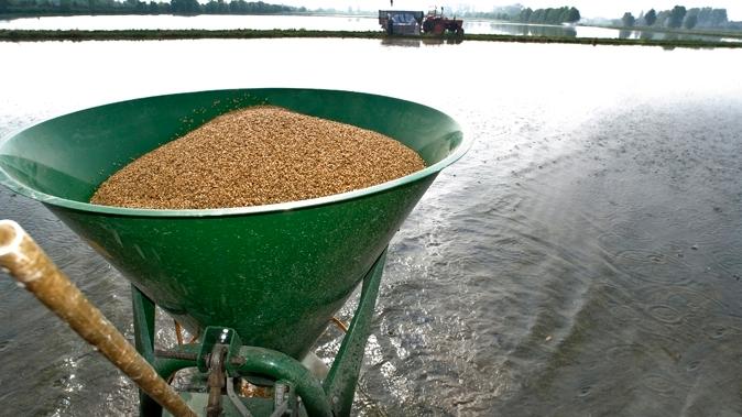 La notizia dell’introduzione dei dazi sul riso orientale è stata accolta positivamente dai coltivatori locali