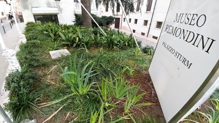 Le piante calpestate davanti a Palazzo Sturm