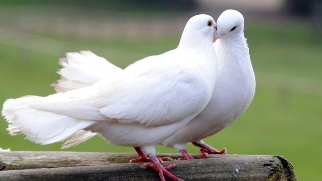 Una coppia di colombe