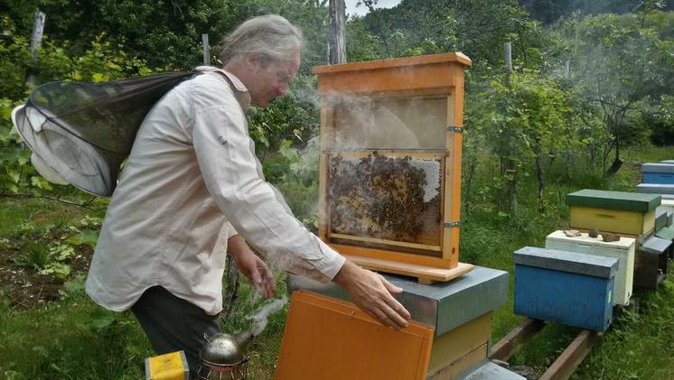 Michele Franceschi impegnato nella sua attività di apicoltore. MOLINARI