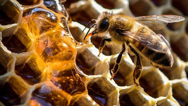   Michele Franceschi impegnato nella sua attività di apicoltore.  MOLINARINon solo pesticidi: anche il freddo sta mettendo in crisi gli alveari