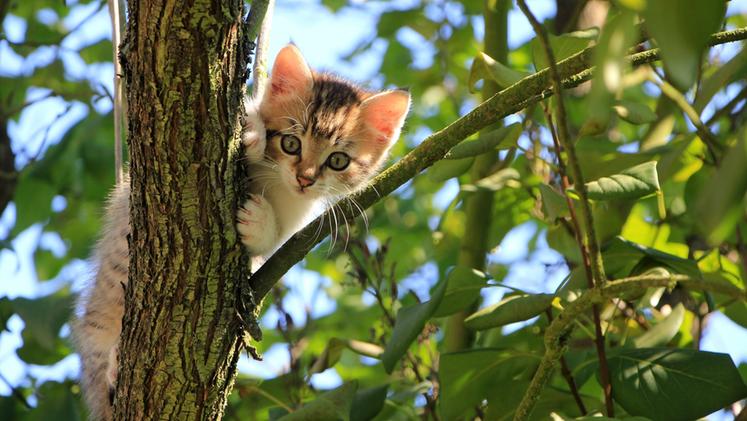 Un gatto sull'albero salvato dai pompieri (FOTO ARCHIVIO)