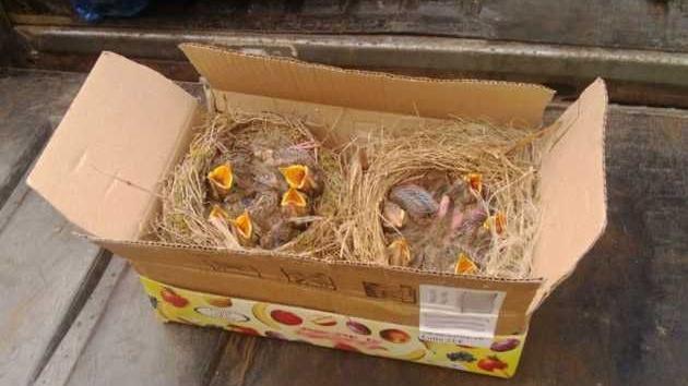 Gli agenti hanno rinvenuto scatole con piccoli uccelli stipate in un furgone. ARCHIVIO