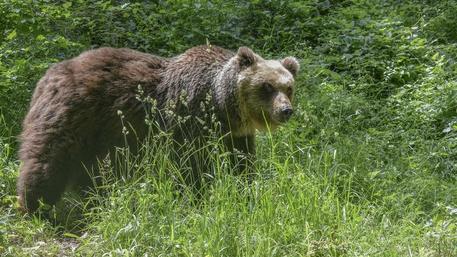 L'orso M49 in fuga è diventato una "star" a livello internazionale