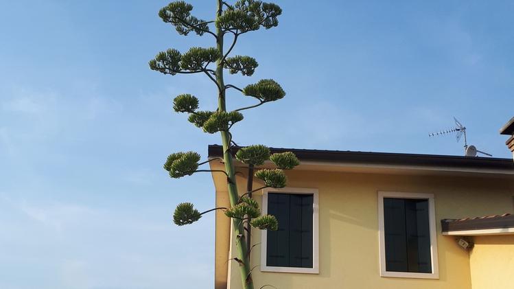 L’agave in piena crescita. F.B.
