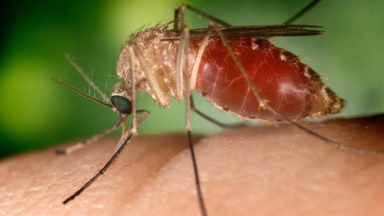 Il virus "West Nile" viene trasmesso dalle zanzare