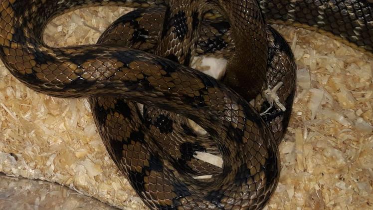 L’esemplare del Beauty rat snake sulla bobina di legno. M.M.
