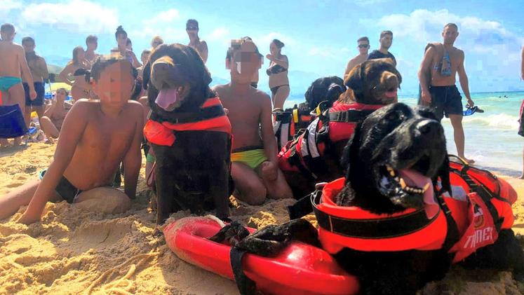 I cani bagnino sulla spiaggia di Alcamo (foto Facebook SICS Scuola Italiana Cani Salvataggio-Tirreno)