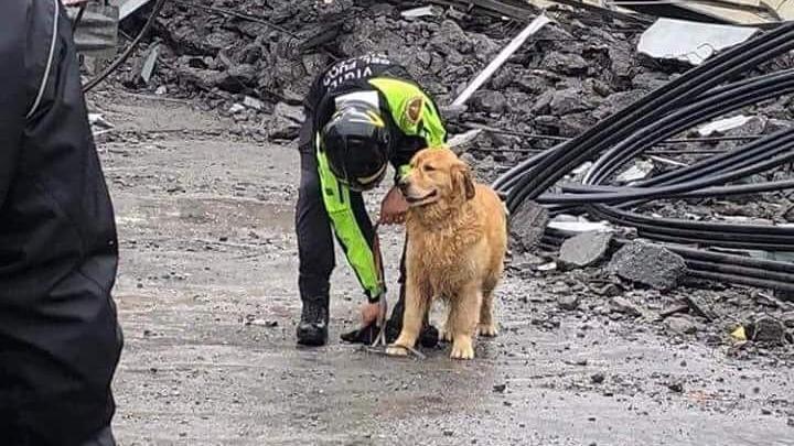 Un cane del nucleo Urban search and rescue dei vigili del fuoco (Foto Archivio)