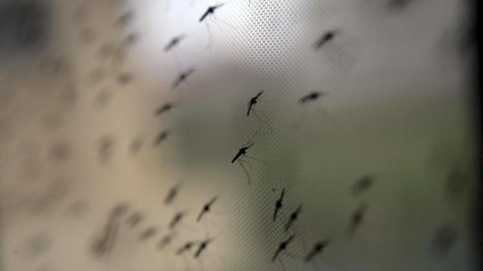 La zanzara è tra gli animali più piccoli, ma può essere pericoloso per l'uomo