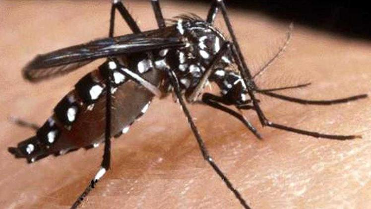 Al San Bortolo è stato diagnosticato un caso di chikungunya, virus trasmesso da zanzare infette
