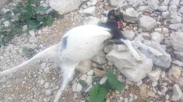Una capra sbranata dal branco di lupi provenienti dalla VallarsaUn’altra capra trovata uccisa dal branco vicino al ponte tibetano
