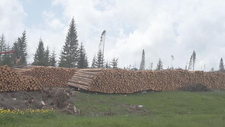 Tronchi d'albero accatastati sull'Altopiano