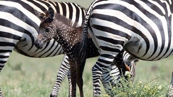 La piccola zebra Tira in mezzo ad altri animali del branco (Foto Antony Tira)