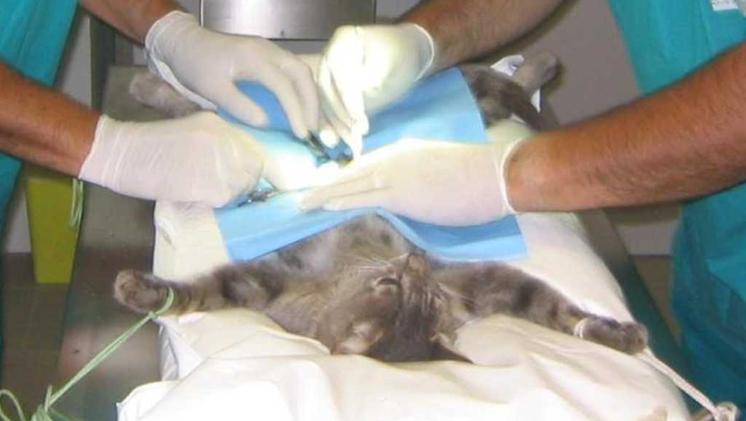 Una gattina mentre viene sottoposta a un intervento. ARCHIVIO