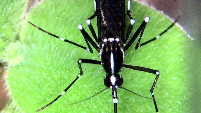Una zanzara del genere Aedes in un'immagine d'archivio