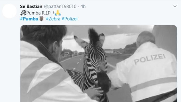 La zebra catturata dalla polizia (foto Twitter)
