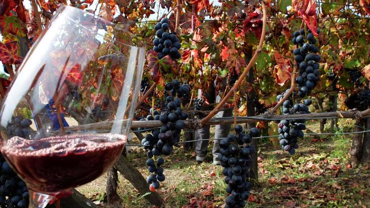 Il settore vitivinicolo è alla ricerca di addetti qualificati.  ARCHIVIO