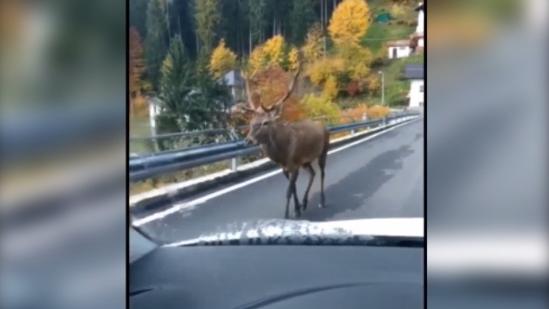 Il cervo ripreso da un automobilista