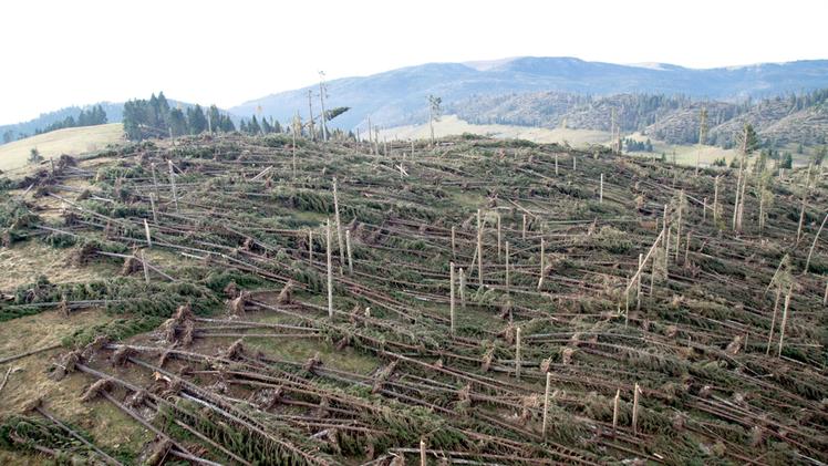 Asiago, i danni nei boschi provocati dalla tempesta di vento Vaia