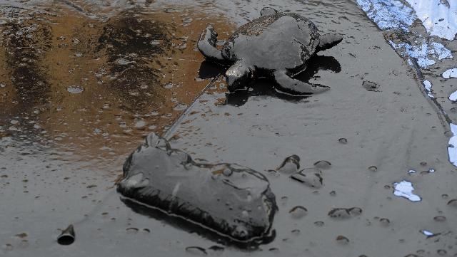 Chiazza di petrolio minaccia le tartarughe marine del Brasile (Foto Ansa)