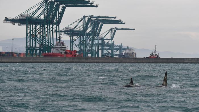 Il piccolo branco di orche davanti al porto di Genova.