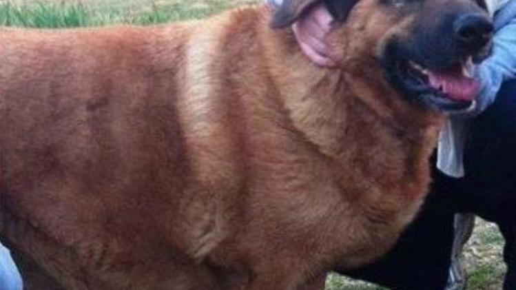 E' scomparso da Cassola sul Brenta questo cane di grossa taglia, molto docile
