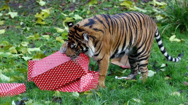 La tigre di Sumatra, Aism, mentre spacchetta il suo regalo. (Picture: PA)