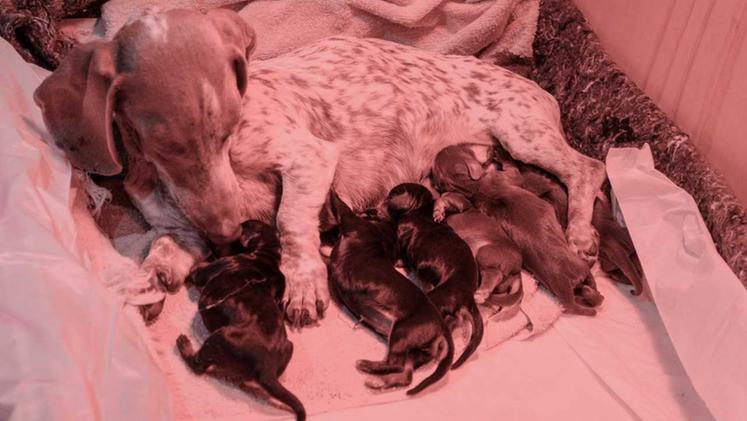 Pina, bassotto tigrato, con i suoi sei cuccioli nati il 2 gennaio. TOGNAZZI