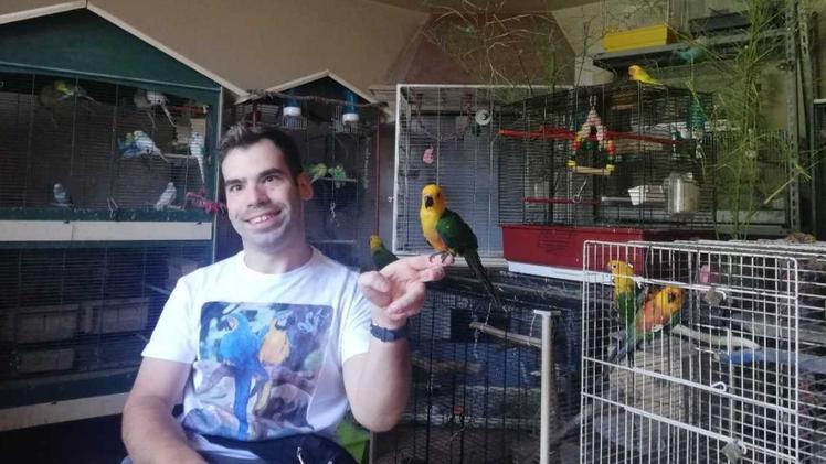 Davide Pieropan ha quasi 150 pappagalli: ogni giorno li fa volare liberi per alcune ore. MOLINARI