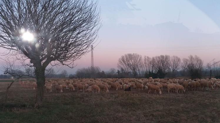 La pecora recuperata e “messa in sicurezza” nella gabbiaIl gregge di ovini al pascolo in mezzo alle campagne di Altavilla