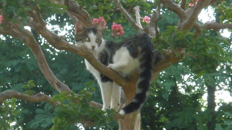 Gatto su un albero salvato dai pompieri (archivio)