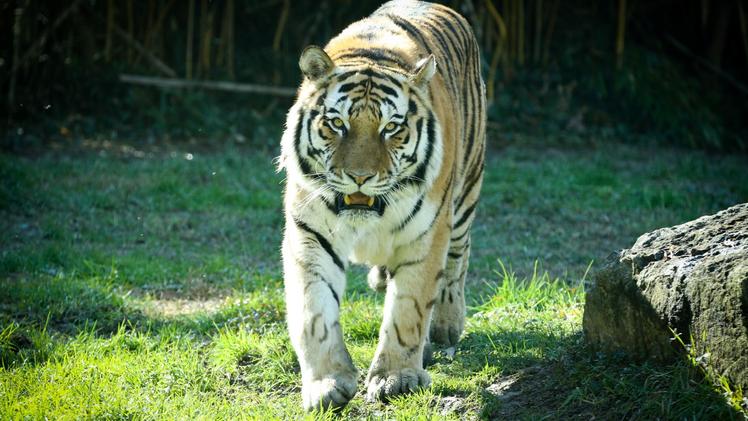 Botsman, il nuovo maschio di tigre dell'Amur