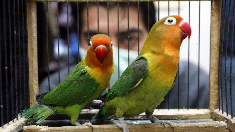 Una coppia di pappagalli. ARCHIVIO