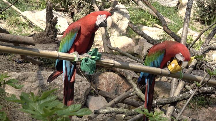 I pappagalli con la loro sorpresa al Parco Natura Viva