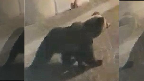 Il giovane orso